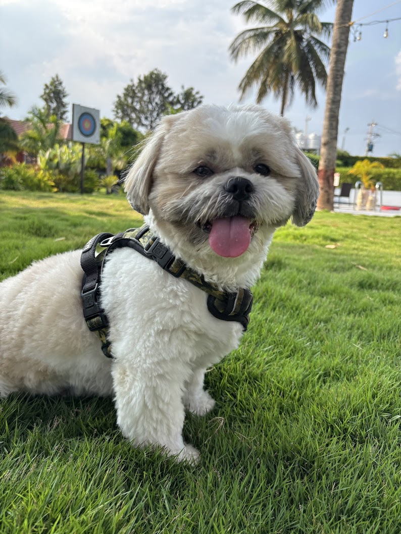 Maximus, my pup